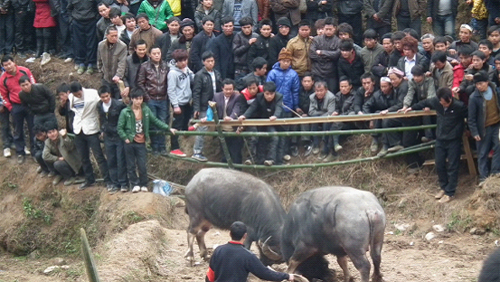 �Ž�����(ji��)��ţ��ܡ������˷��οͣ��D��