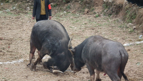 �Ž�����(ji��)��ţ��ܡ������˷��οͣ��D��