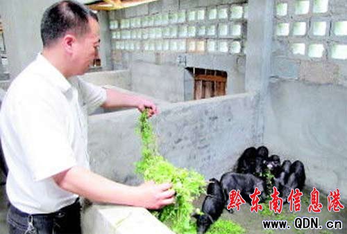 “豬倌”楊智:被評(píng)為“貴州省拔尖鄉(xiāng)土人才”