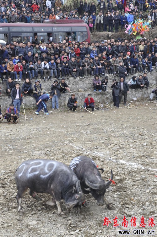 當蠻力遇到技術 耐斗成勝負關鍵(圖)
