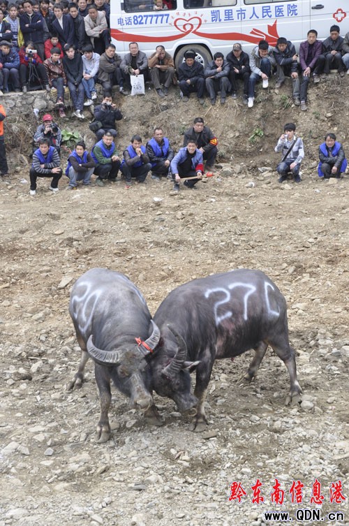 當蠻力遇到技術 耐斗成勝負關鍵(圖)