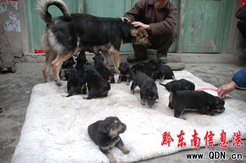 英雄“母親”生下12只藏獒(圖)