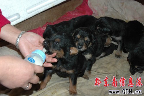 英雄“母親”生下12只藏獒(圖)
