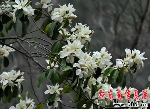 �׹�ɽ���滨�_(�D��