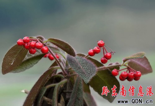 �׹�ɽ���滨�_(�D��