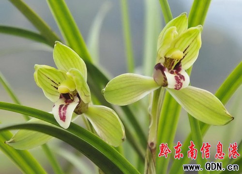 �׹�ɽ���滨�_(�D��