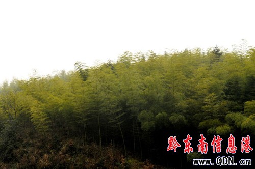 組民變股民 荒山變金山 困境變風景