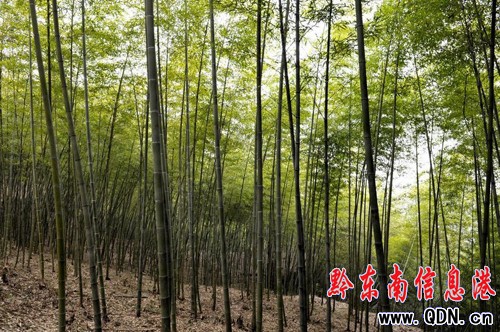 組民變股民 荒山變金山 困境變風景