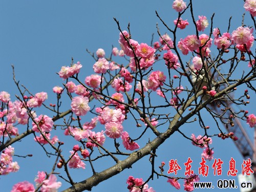 27日:黔東南陽春似火 氣象專家提醒注意