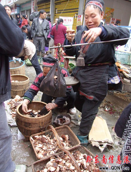 劍河:深山野生山菌充盈鄉場(圖)
