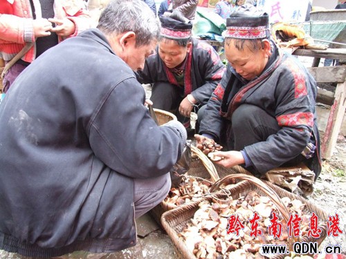 劍河:深山野生山菌充盈鄉場(圖)