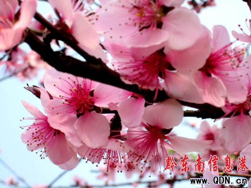 岑鞏春意盎然美不勝收(組圖)