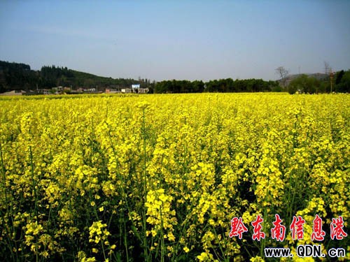 岑鞏春意盎然美不勝收(組圖)