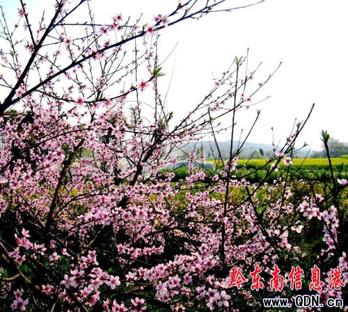 岑鞏春意盎然美不勝收(組圖)