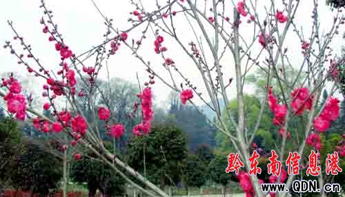 �ųǴ�ɫ�P��ס:�����߽�600��vʷ��܊�͹u(�D)