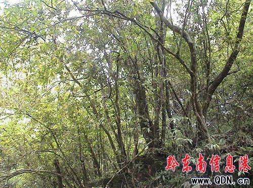 ���ӿh����С�����L�����ˣ��D��