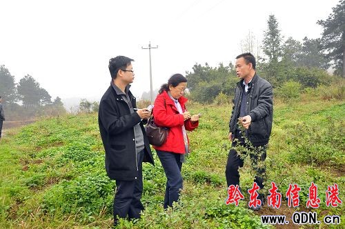 人民日報社采訪團到麻江縣下司鎮考察(組圖)