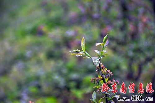 人民日報社采訪團到麻江縣下司鎮考察(組圖)