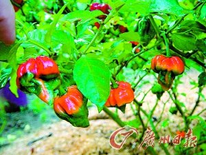 �Ĵ������Nֲ�������� �������u�贩���o��