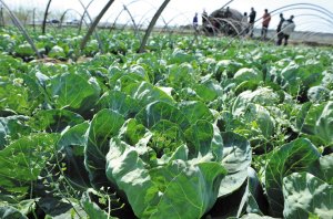 ɽ�|���Ĳ˃r�����8���Xһ�� ���r�^���Ԛ�