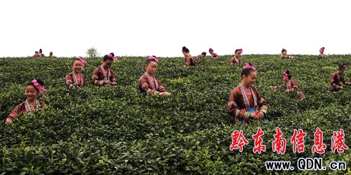 黎平春茶實現產值1.2億元(圖)