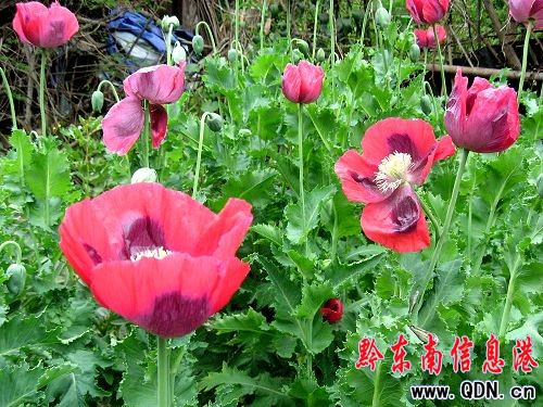 ����������ڻ��_���G���M�D��