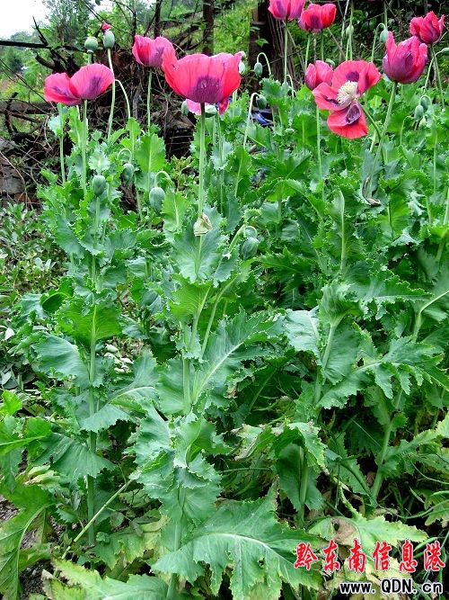 ����������ڻ��_���G���M�D��