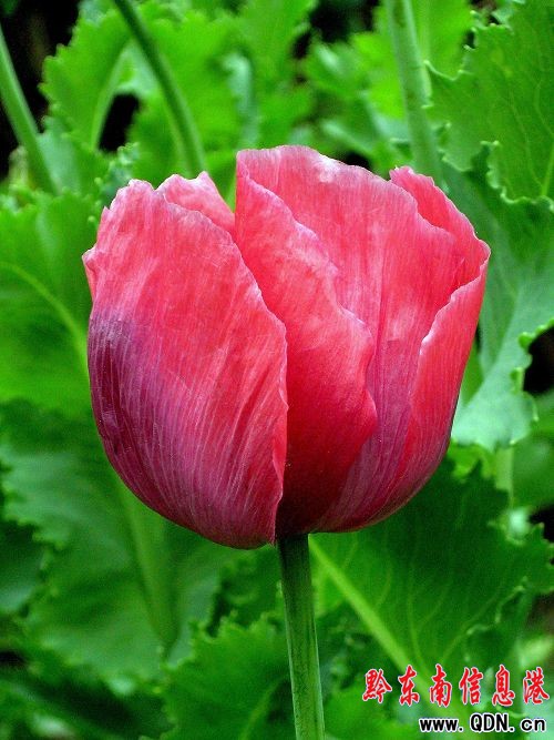 ����������ڻ��_���G���M�D��