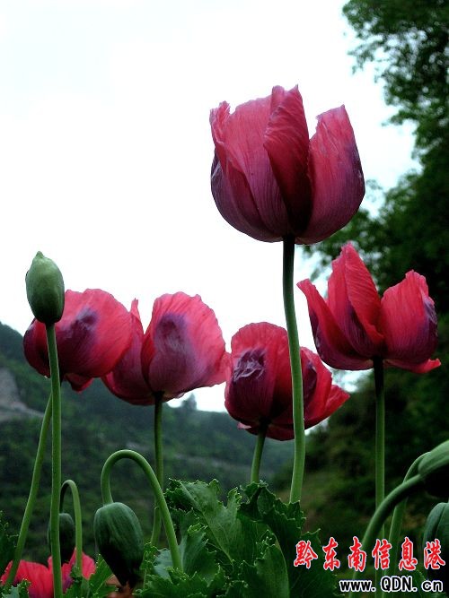 ����������ڻ��_���G���M�D��