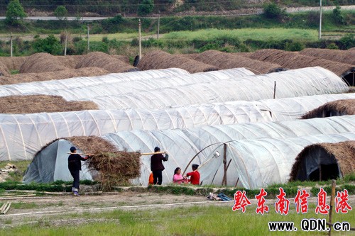 年產值200萬元竹蓀種植基地落戶錦屏(圖)