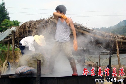 年產值200萬元竹蓀種植基地落戶錦屏(圖)