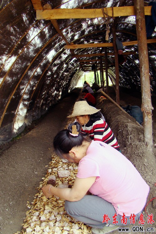 年產值200萬元竹蓀種植基地落戶錦屏(圖)