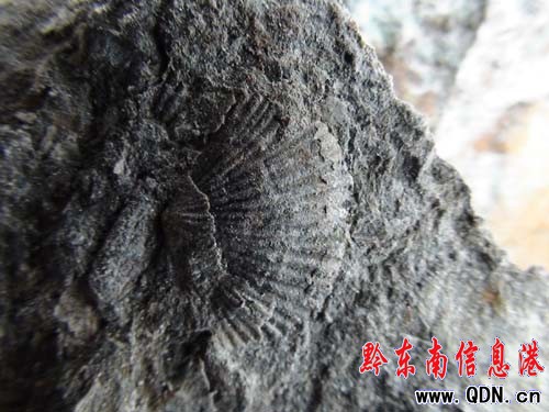 鎮遠縣尚寨疑似古生物化石有新發現(圖)