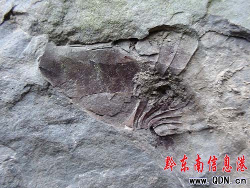 鎮遠縣尚寨疑似古生物化石有新發現(圖)