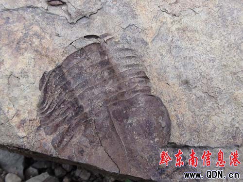 鎮遠縣尚寨疑似古生物化石有新發現(圖)