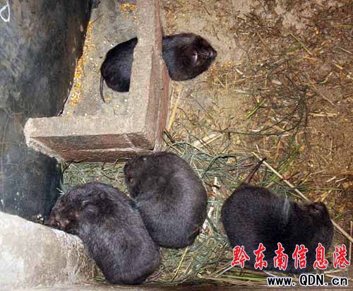 返鄉(xiāng)民工與“鼠”共舞 圈養(yǎng)野生竹鼠(圖)