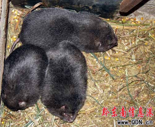 返鄉(xiāng)民工與“鼠”共舞 圈養(yǎng)野生竹鼠(圖)