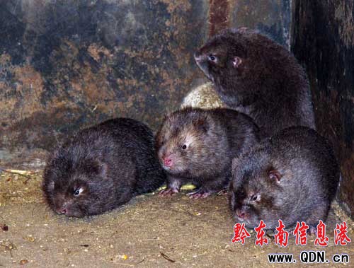 返鄉(xiāng)民工與“鼠”共舞 圈養(yǎng)野生竹鼠(圖)