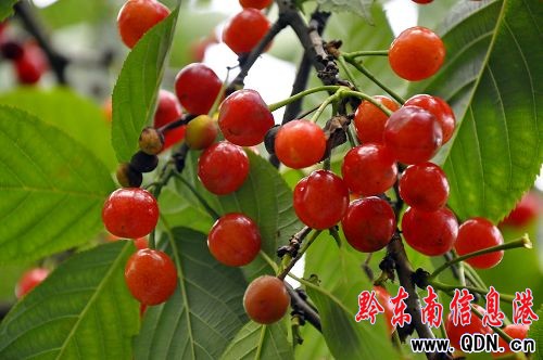 �������� ������͸��M֦�^���M�D��