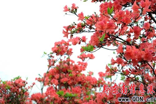 ��կ��Ȫɽ�ϣ��f�����N���_ӭ�́����M�D��