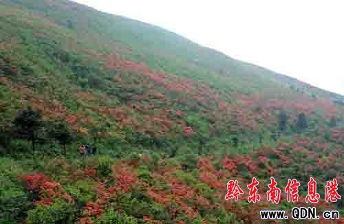 ��կ��Ȫɽ�ϣ��f�����N���_ӭ�́����M�D��