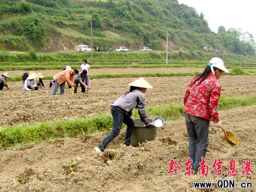 岑鞏2萬余畝農作物受旱 上萬群眾抗旱保春耕