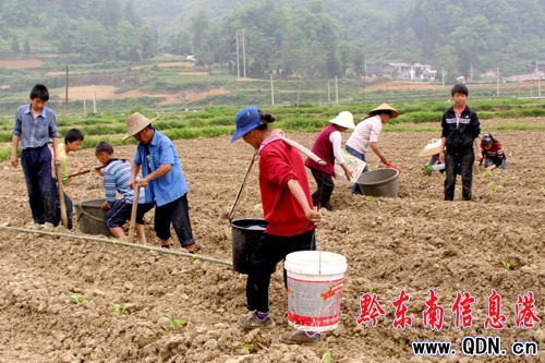 岑鞏2萬余畝農作物受旱 上萬群眾抗旱保春耕