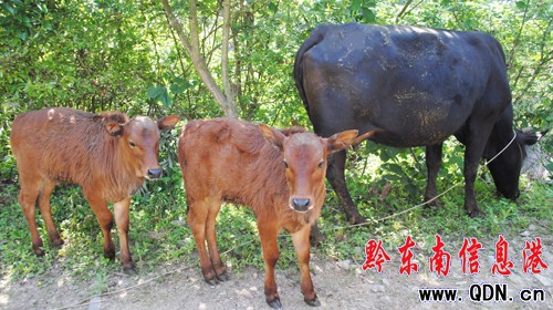 母牛一胎兩崽自然條件下生雙胞胎的幾率十萬分之二