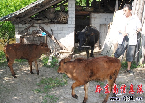 母牛一胎兩崽自然條件下生雙胞胎的幾率十萬分之二