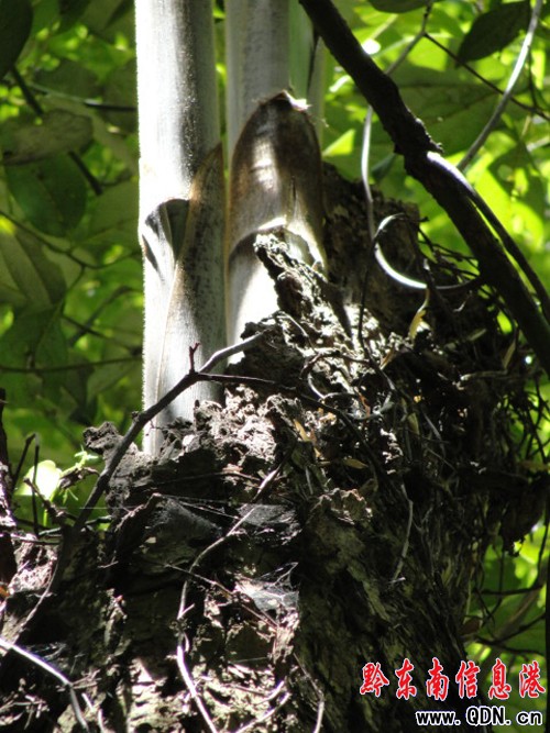 ʷ���ţ����S���D��