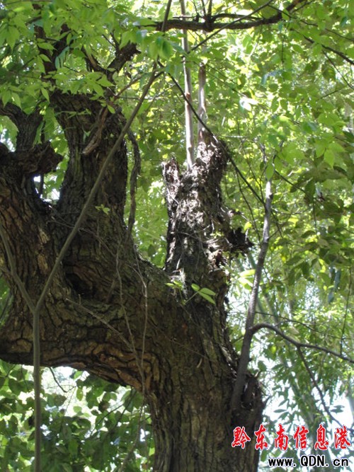 ʷ���ţ����S���D��