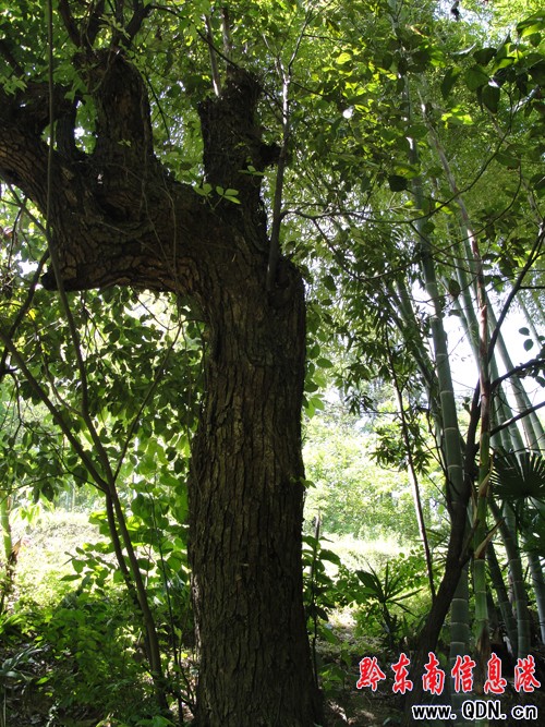 ʷ���ţ����S���D��