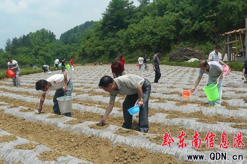 岑鞏近4萬畝農作物受災(圖)