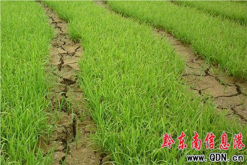 岑鞏縣委、縣政府充分肯定氣象工作(圖)